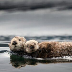 Meet your Posher, Sammy